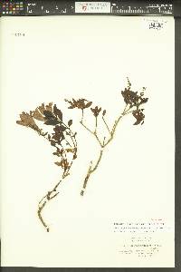 Penstemon fruticosus image