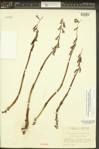 Corallorhiza maculata var. occidentalis image