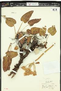 Eriogonum compositum var. compositum image