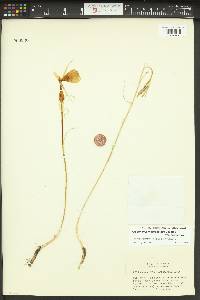 Calochortus macrocarpus image