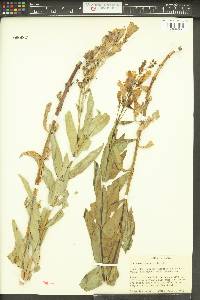 Penstemon venustus image