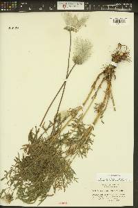 Clematis hirsutissima image