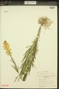 Linaria vulgaris image