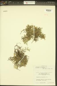 Selaginella tortipila image