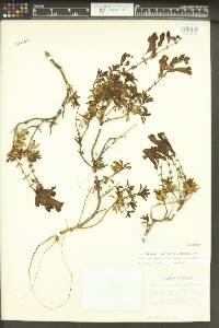 Penstemon fruticosus var. serratus image