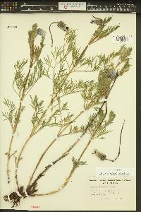 Clematis hirsutissima var. hirsutissima image
