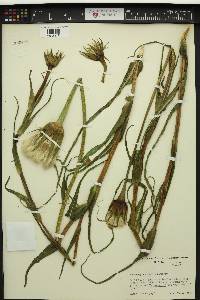 Tragopogon miscellus image