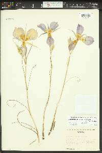 Calochortus macrocarpus image