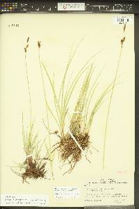 Carex holmgreniorum image