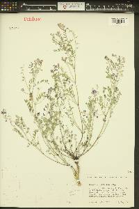 Astragalus microcystis image