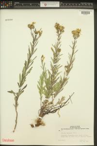 Linaria vulgaris image