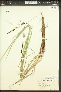 Carex aquatilis var. aquatilis image