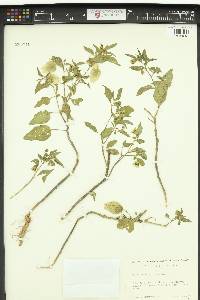 Physalis virginiana image