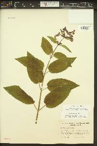 Stachys cooleyae image