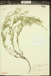Astragalus multiflorus image