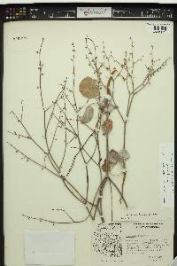 Eriogonum deflexum image