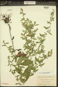 Symphyotrichum lateriflorum image