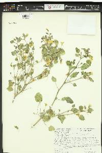 Physalis crassifolia var. crassifolia image