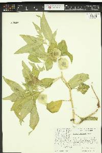 Physalis lanceolata image