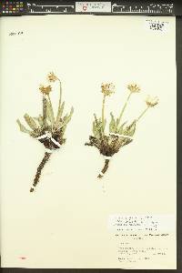 Agoseris glauca image