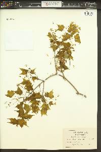 Acer leucoderme image