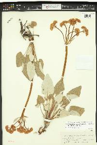 Eriogonum compositum var. leianthum image