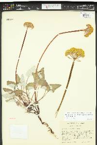 Eriogonum compositum image