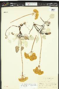 Eriogonum compositum var. compositum image