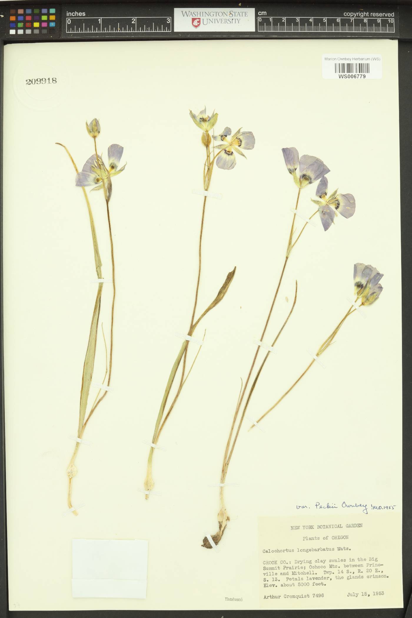 Calochortus longebarbatus var. peckii image