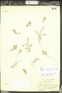 Polygonum gabrielae image