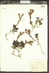 Penstemon fruticosus image