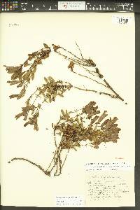 Penstemon fruticosus var. serratus image