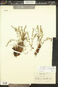 Selaginella scopulorum image