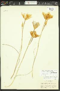 Calochortus macrocarpus image