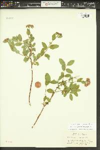 Spiraea splendens image