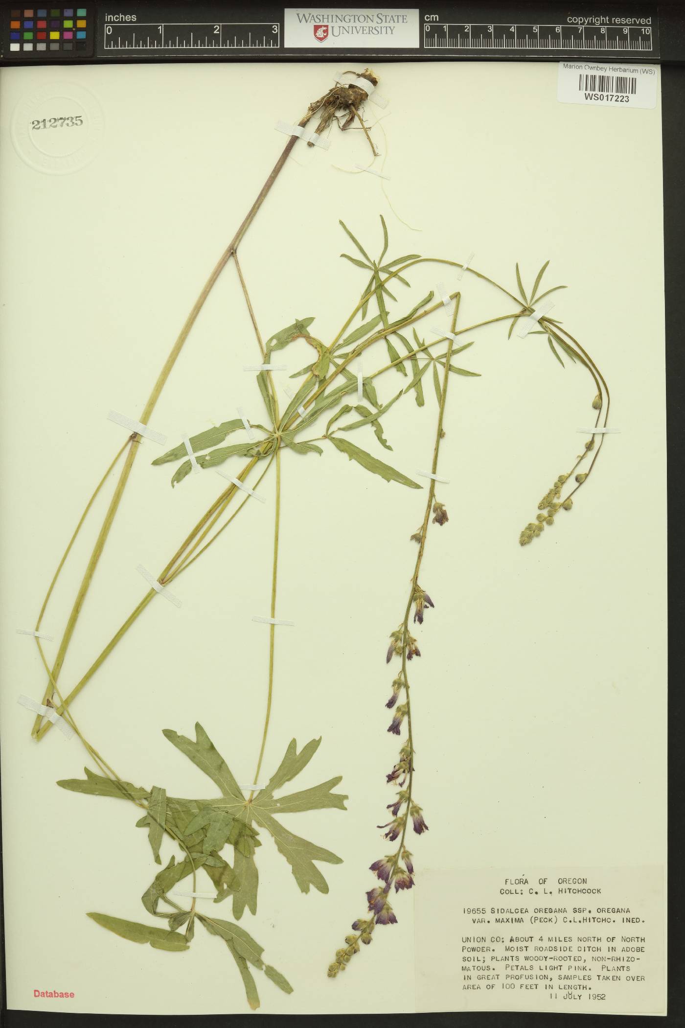 Sidalcea oregana var. maxima image