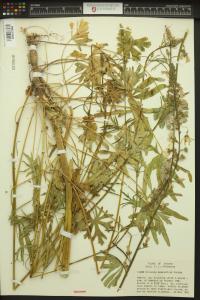 Sidalcea campestris image