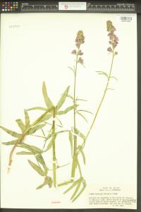 Sidalcea cusickii image