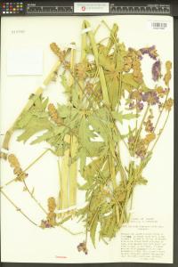 Sidalcea cusickii image