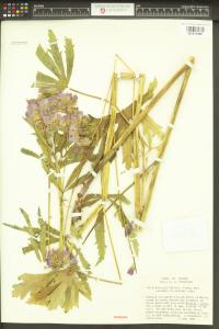 Sidalcea cusickii image