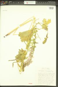 Sidalcea cusickii image