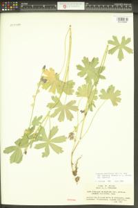 Sidalcea asprella image