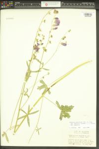 Sidalcea asprella image