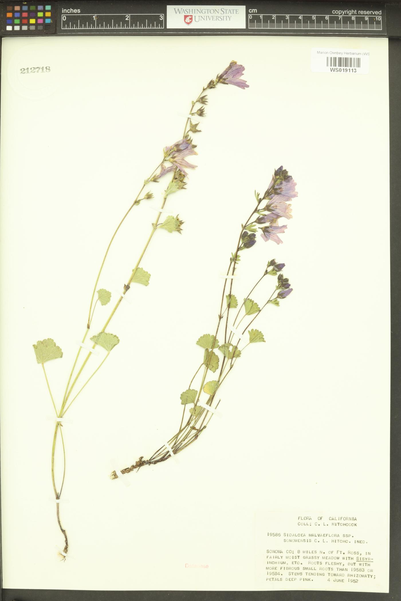 Sidalcea malviflora image