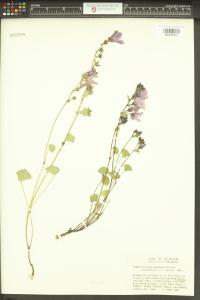 Sidalcea malviflora image