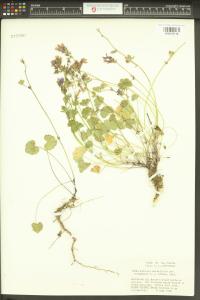 Sidalcea malviflora image