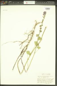 Sidalcea malviflora image