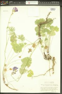 Sidalcea malviflora image