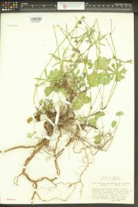 Sidalcea asprella subsp. elegans image