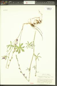 Sidalcea asprella subsp. elegans image